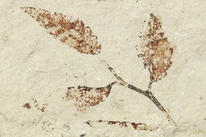 Fossil Leaves (Zelkova?) On Twig - France #254299